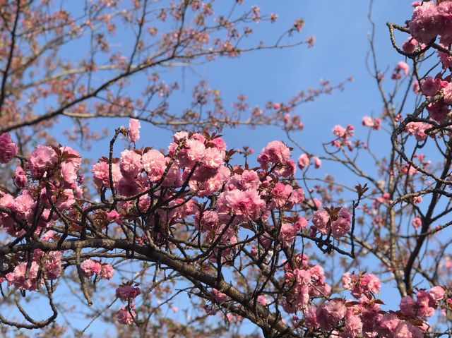 琵琶湖周辺の桜：湖畔で楽しむ春の絶景🌸