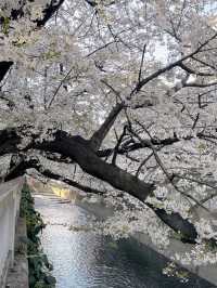 東京賞櫻🌸不要再只去中目黑了～