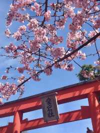Cherry Blossoms in Full Bloom at Kurumazaki Shrine