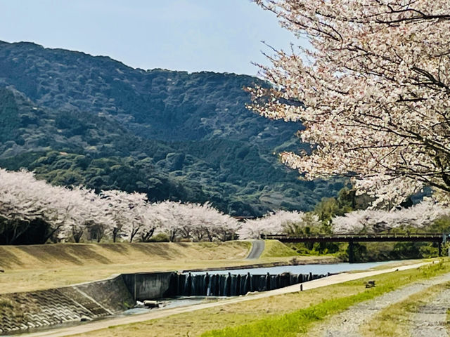 山口、北九州で桜を楽しむ春の休日