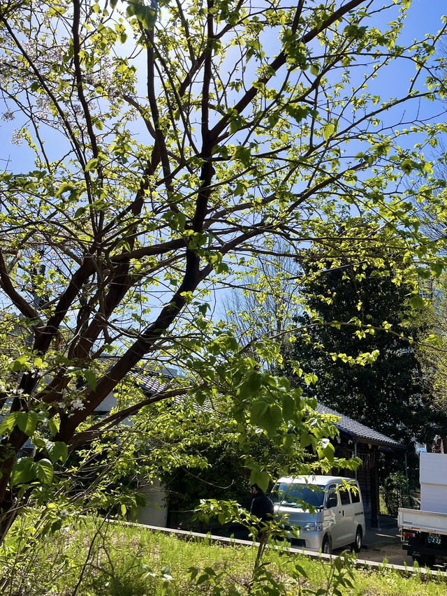 大聖院にある公園：静かなひとときを過ごせる癒しの場所🌳