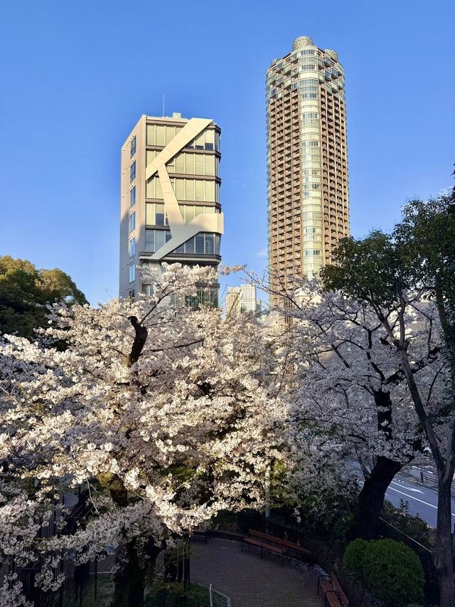 Full Bloom🌸 Cherry Blossoms at Nogi Park