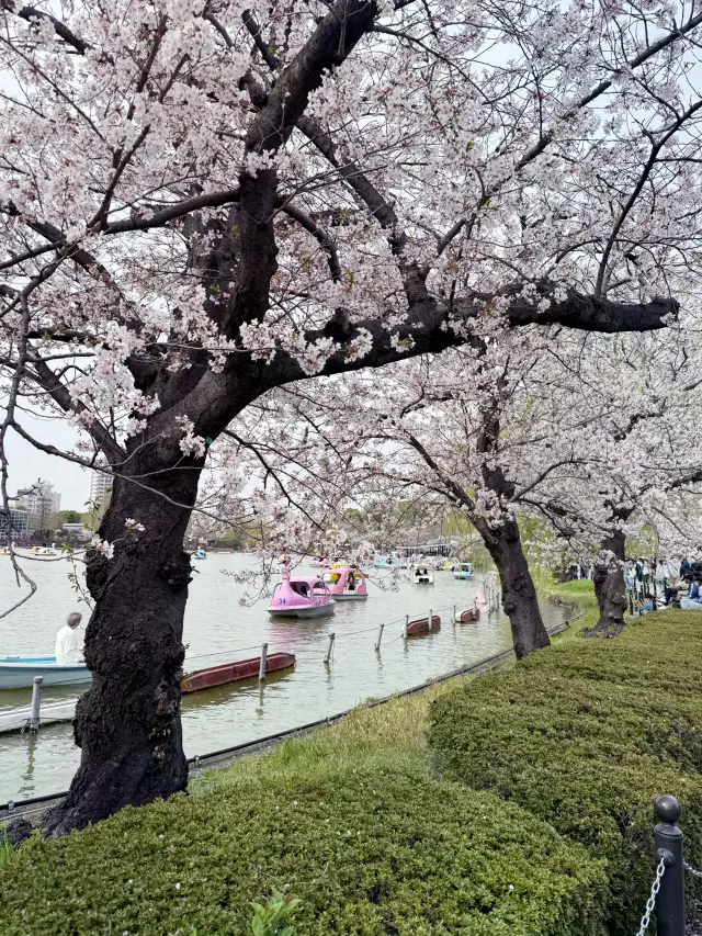 Let's go see the cherry blossoms in Japan in April 2025