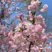 成都公園~ 搶鏡的櫻花