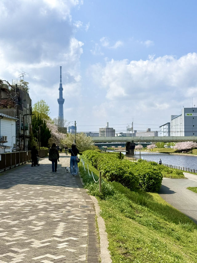 A Spring Stroll at Kyunakagawa Mizube Park
