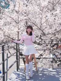 釜山🇰🇷超澎拜櫻花露台咖啡廳🌸