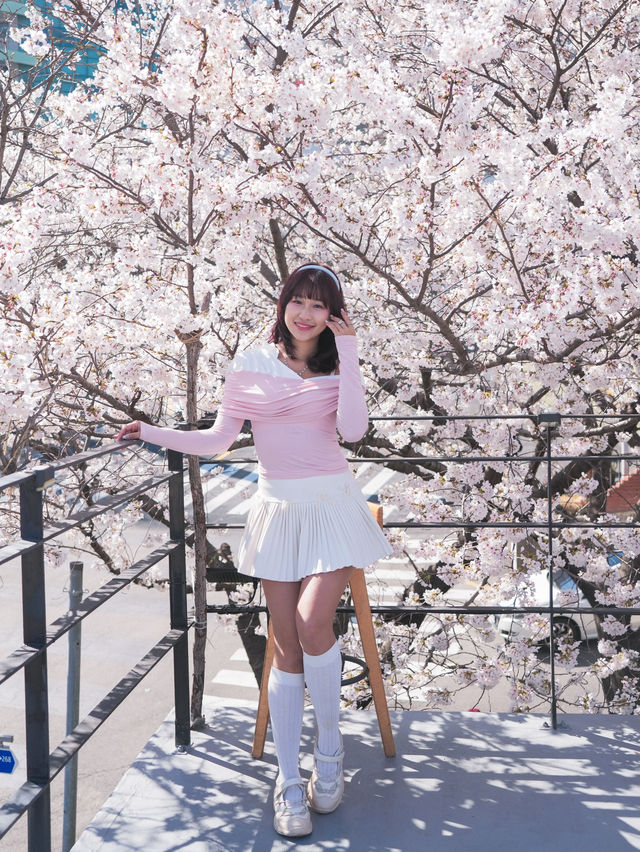 釜山🇰🇷超澎拜櫻花露台咖啡廳🌸