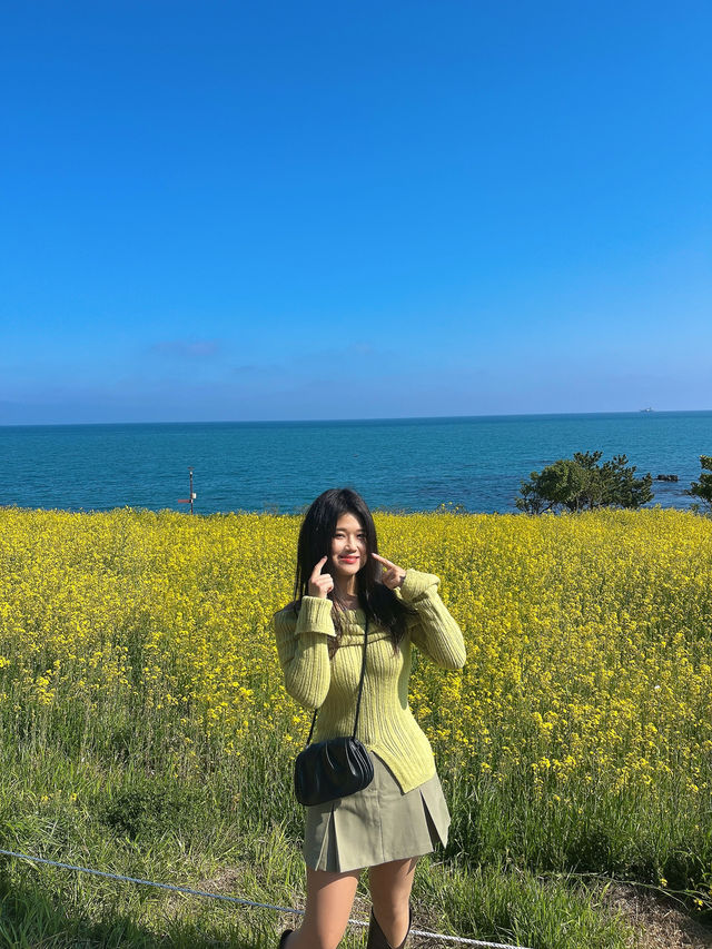 울산 유채꽃스팟은 여기