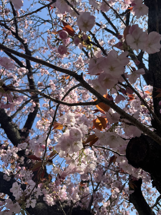 A Magical 6-Day Journey Through Osaka & Kyoto – Culture, Food, and Unforgettable Moments