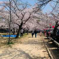 大阪城賞櫻，西之丸庭園與天狩閣的櫻花絕景