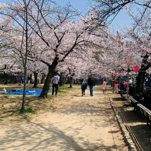 大阪城賞櫻，西之丸庭園與天狩閣的櫻花絕景