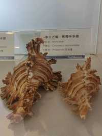 #旗津貝殼館-高雄市旗津區