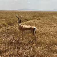 塞倫蓋提國家公園 Serengeti National Park｜一生必訪的野生動物天堂