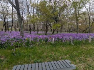 킨차쿠다 공원, 사이타마