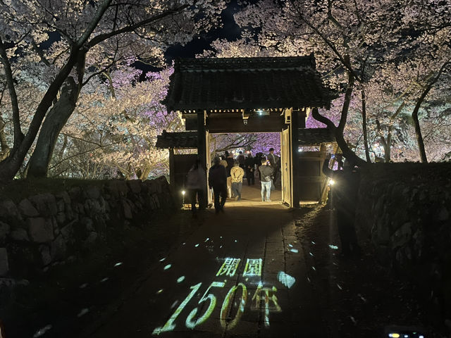 天下第一櫻 夜櫻同樣精彩