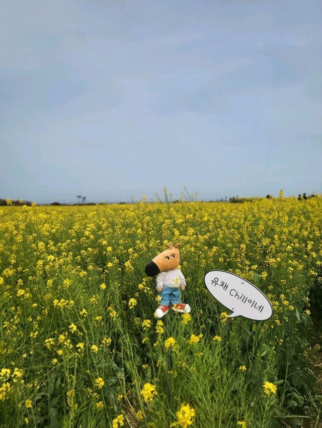 폭싹속았수다의 현실판 포항 호미곶 유채꽃밭