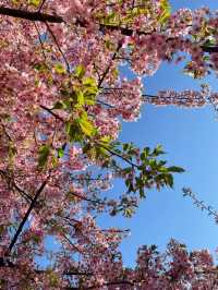 Petals & Skylines: The Poetry of Tokyo’s Cherry Blossoms