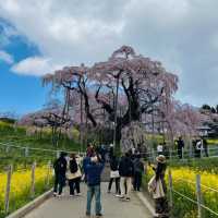 Miharu Takizakura– Japan’s Most Sacred Cherry Tree