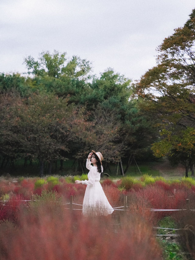 🇰🇷首爾奧林匹克公園 掃帚波波草🌿 初秋必看美景🌸