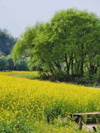 Palhyeon Ecological Park: A Springtime Yellow Flower Haven