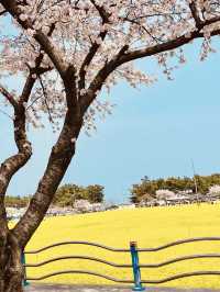 Samcheok Maengbang Canola Flower Fields Travel 
