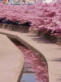 Sakura Refugees, Head Here!! Kawazu Cherry Trees in Full Bloom! 🌸