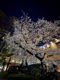 福岡🌸福博相逢橋夜櫻伴中洲夜景🎑
