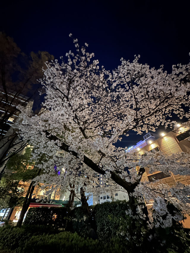 福岡🌸福博相逢橋夜櫻伴中洲夜景🎑