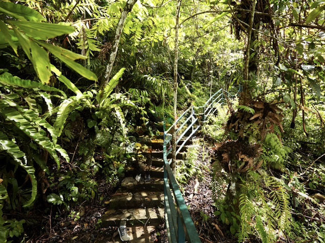 🌿 Where the Forest Whispers Just Loud Enough🍃🧘‍♂️