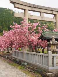 Late April Sakura Guide at Ikagu Shrine 🌸✨