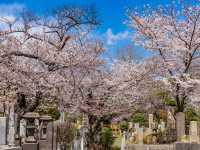 🌸 Sakura & Serenity: My Unexpected Adventure in Aoyama Cemetery 🌸