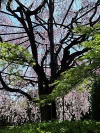 Myoshin-ji Sakura | Kyoto's Zen Blossom Retreat