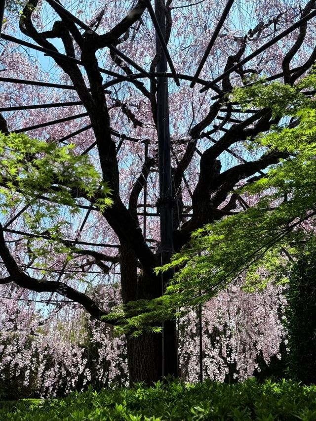 Myoshin-ji Sakura | Kyoto's Zen Blossom Retreat