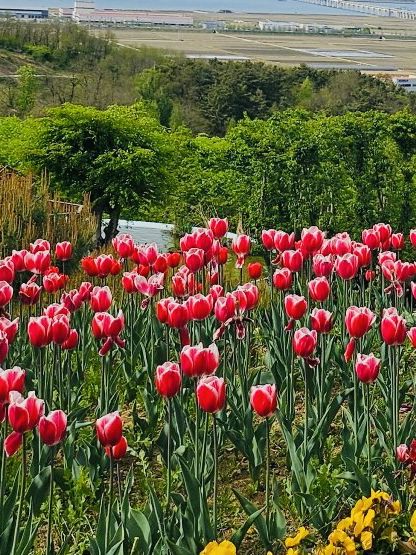 Pinnacle Land: A Tulip Heaven