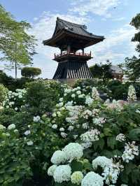 【埼玉】あじさい寺として親しまれていて鐘楼堂の梵鐘と紫陽花とのショットが有名