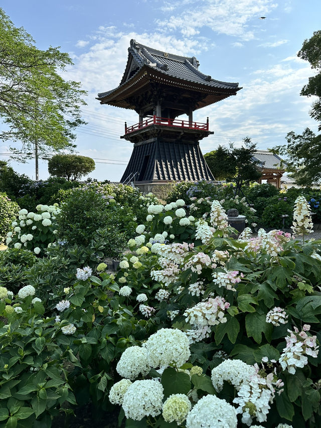 【埼玉】あじさい寺として親しまれていて鐘楼堂の梵鐘と紫陽花とのショットが有名
