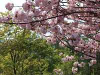 Spring, Unhurried: Blossoms of Hokkaido