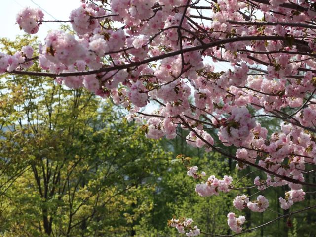 Spring, Unhurried: Blossoms of Hokkaido