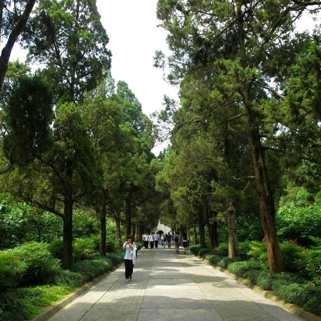 Nanjing Meihua Mountain (Plum Blossom Hill) – "Where Plum and Cherry Blossoms Meet"
