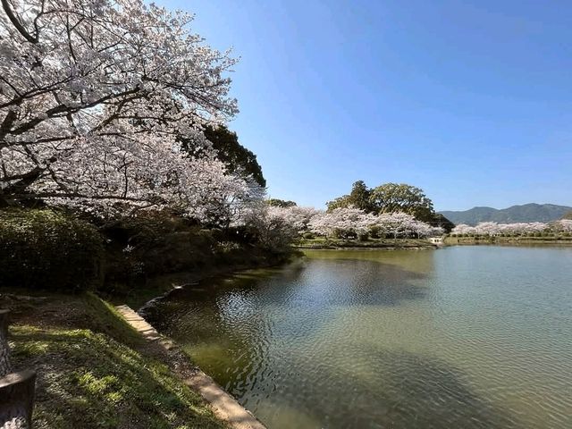 朝倉市甘木公園，福岡縣隱藏版賞櫻的市民公園