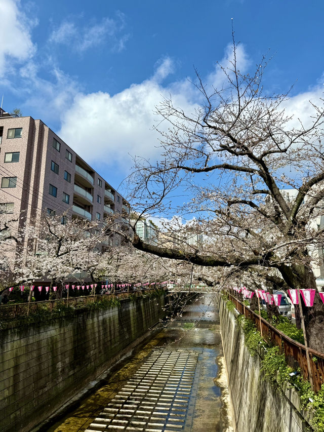 紅眼3天2夜快閃東京🌸櫻花大爆發🌸