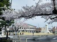 A Day Trip to Towada City, Aomori: Sakura Viewing Along the Official Avenue