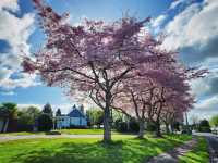 Spring in Auckland – Fresh, Vibrant, and Full of Life