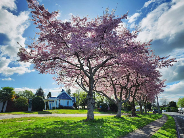Spring in Auckland – Fresh, Vibrant, and Full of Life