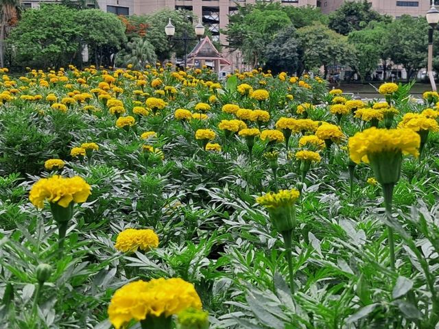 Golden blooms light up Benjakitti Park 