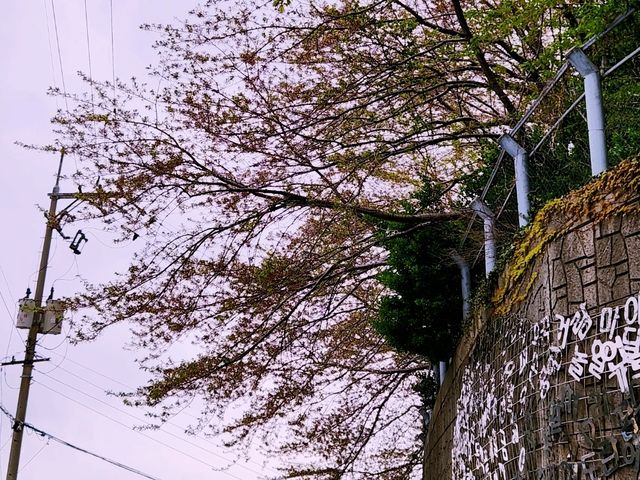 釜山甘川洞賞櫻花：櫻花季尾聲的驚喜