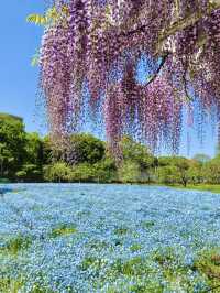 Nemophila & Wisteria Magic at Nagai Botanical Garden