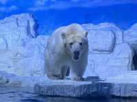 🇨🇳 Dalian | Meet Polar Bears Up Close 🐻‍❄️🧊  