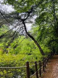 A Quirky Escape to Sangso-dong Forest Bathing Area