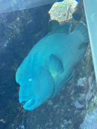 絕佳親子景點！美麗海水族館＋Emerald Beach 一日遊體驗分享